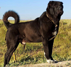 سگ سرابی مشکی با حاله ای سفید در سینه؛ این نوع سگ سرابی کمیاب‌ترین نوع است و به دلیل خوی مبارزه زیاد به سگ گرگ کش نیز معروف است.