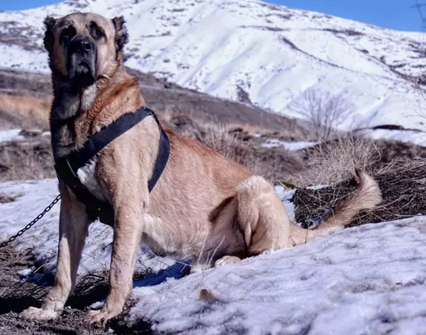 سگ سرابی به دلیل پرورش در نواحی سرد، برفی و کوهستانی شمال غرب ایران زمین، با این نوع آب و هوا بیشتر سازگاری دارد.
