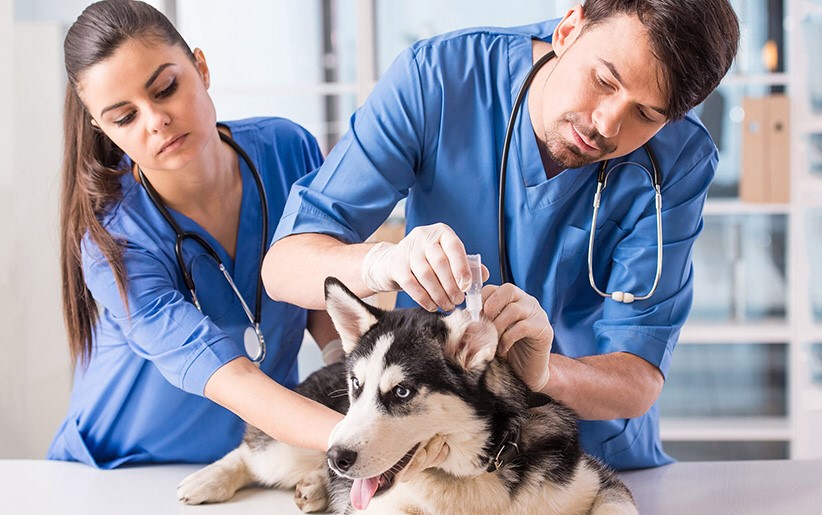 تاثیر رفتار کارکنان دامپزشکی با سگ ها