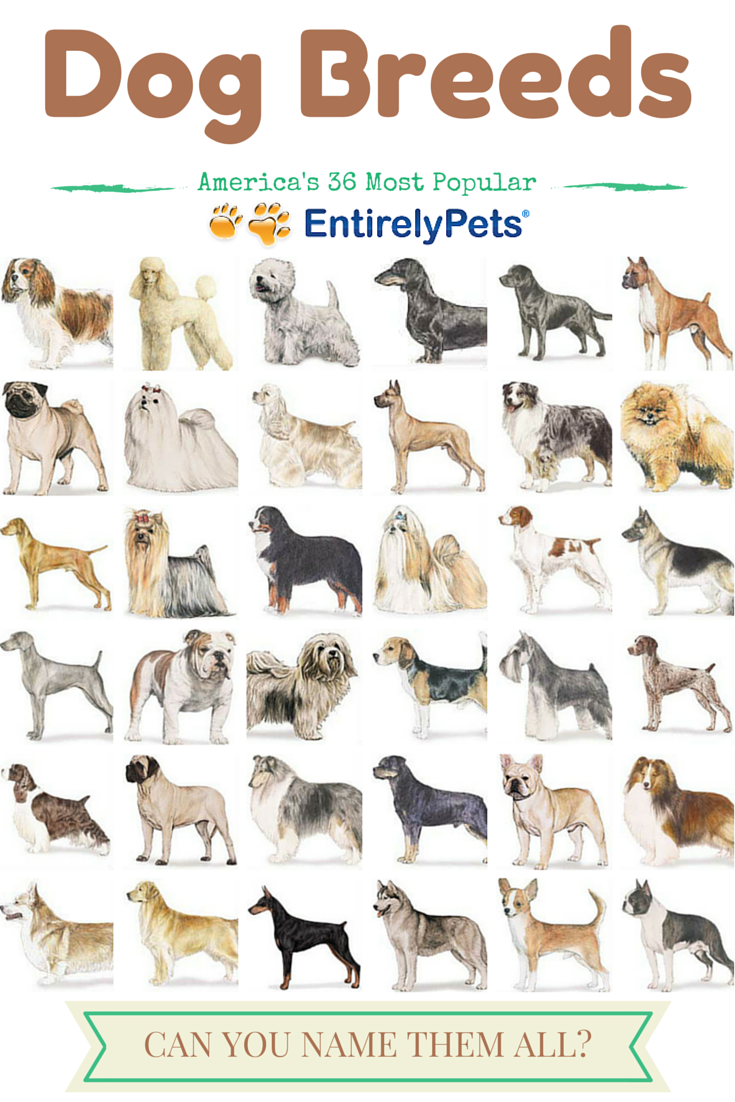 36 نژاد محبوب سگ ها در آمریکا