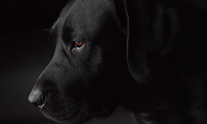 بینایی سگ ها در تاریکی چگونه است؟