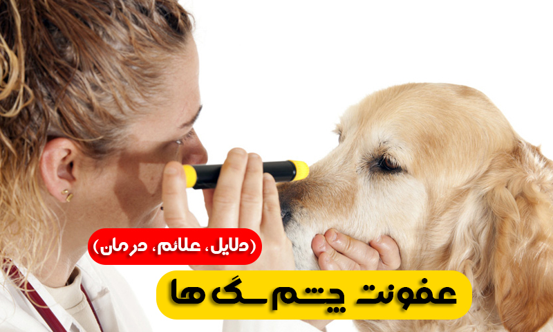 عفونت چشم سگ ها (دلایل ، علائم ، درمان)