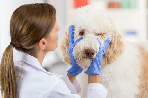 درمان عفونت چشم سگ ها