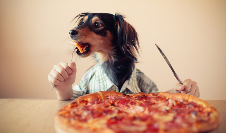 پیتزای مخصوص سگ با طعم گوشت و سبزیجات