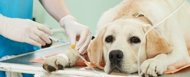 درمان سرطان کبد در سگ ها