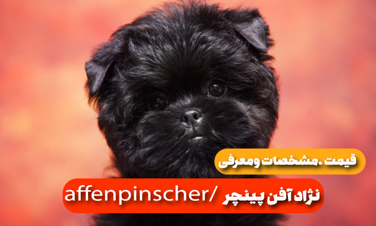 قیمت و مشخصات نژاد سگ آفن پینچر (affenpinscher)