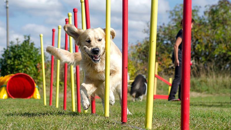 agility sport برای سگ