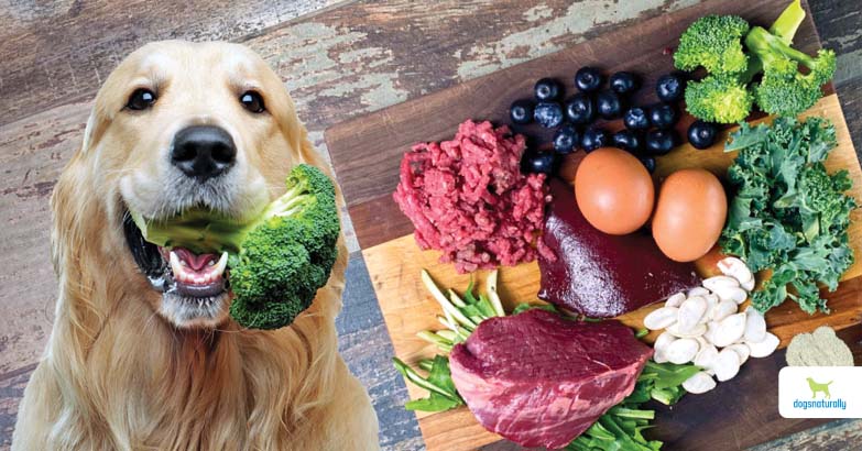 رژیم غذایی خام خواری در سگ ها با مدل barf