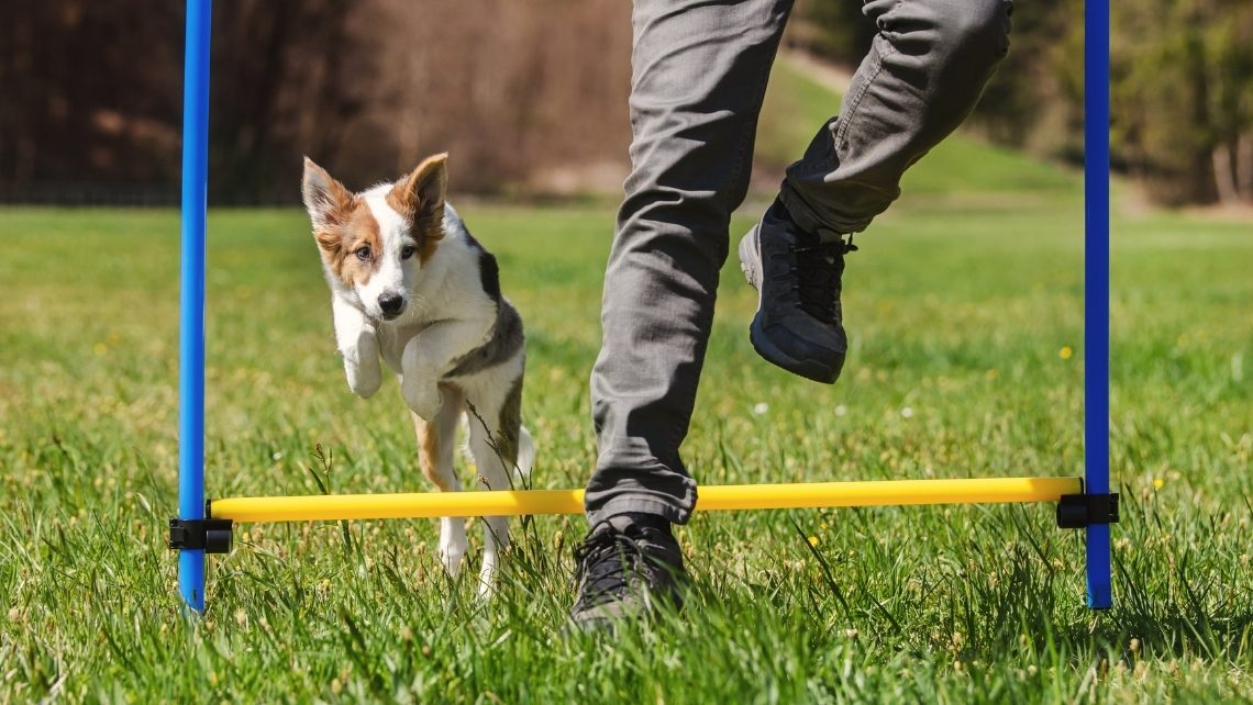 همه چیز درباره agility dog training