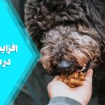 افزایش اشتهای غذایی در سگ ها
