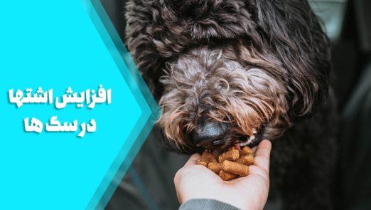 افزایش اشتهای غذایی در سگ ها