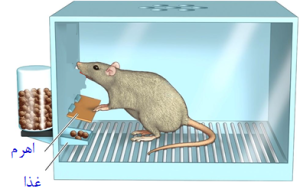 آزمایش شرطی سازی فعال با موش در آزمایشات اسکینر