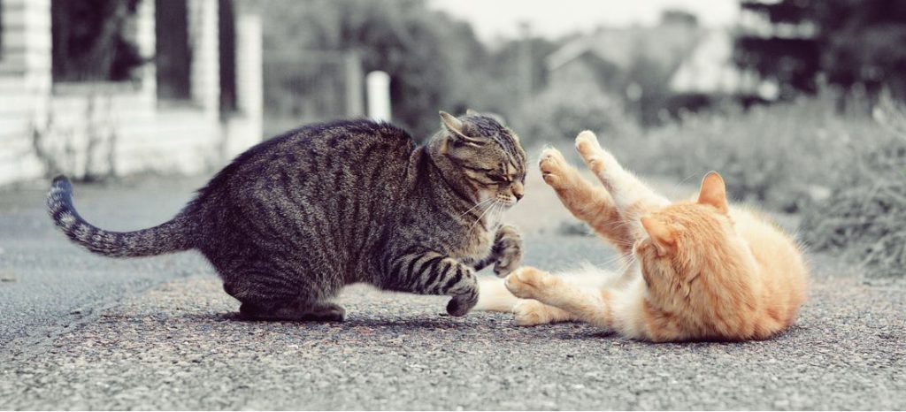 تخلیه انرژی و بازی دو گربه باهم