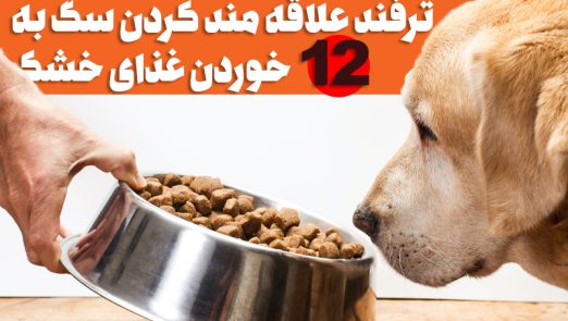 چگونه سگ خود را وادار به خوردن غذای خشک کنیم