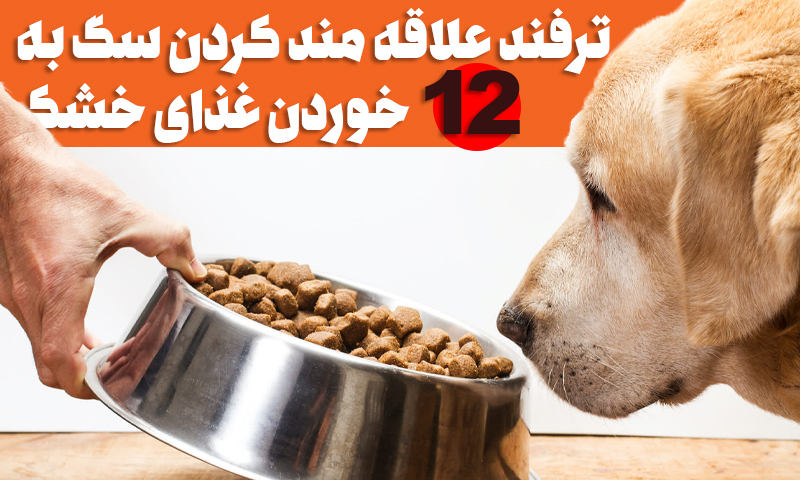 پادکست چگونه سگ خود را به غذای خشک عادت دهیم؟
