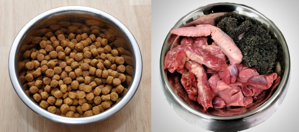 تغییر رژیم غذایی سگ از غذای خانگی به غذای خشک