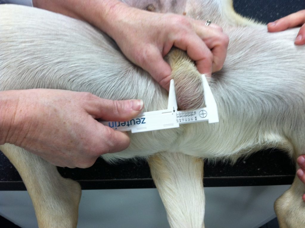 تغییر سایز اندام تناسلی سگ ها پس از عقیم سازی
