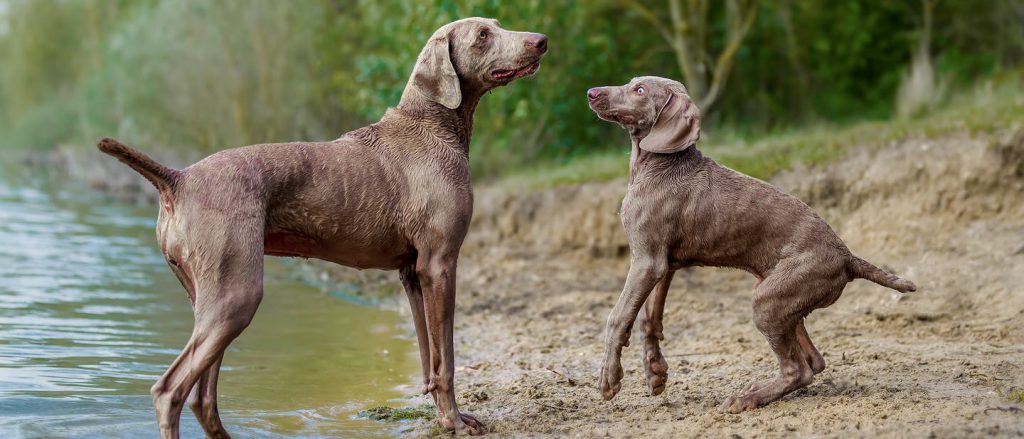 سگ پوینتر بالغ و نابالغ در کنار رودخانه