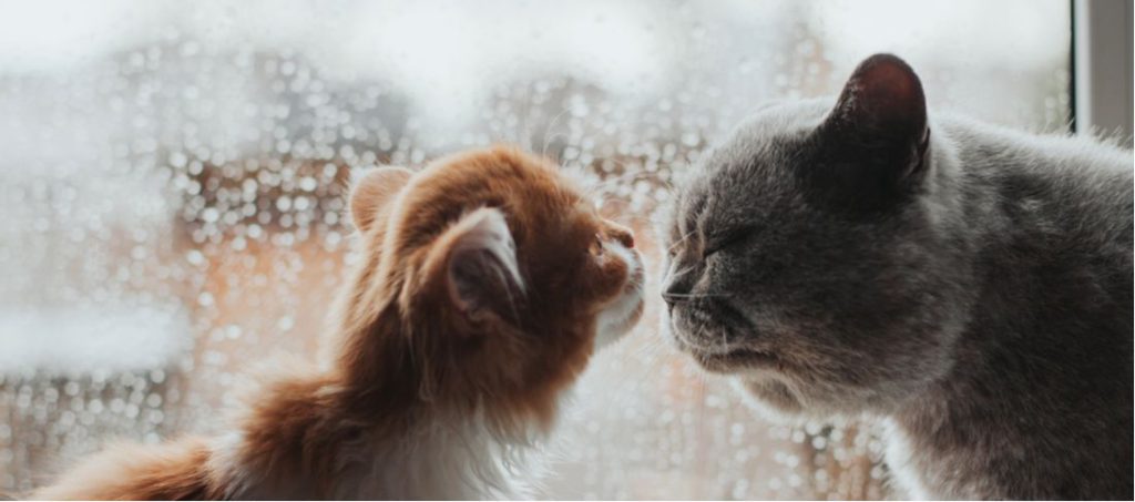 بوییدن صورت و گردن توسط گربه