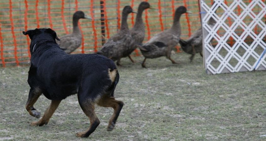حمله به اردک و غاز توسط سگ رتوایلر بدلیل انگیزه شکار بالا
