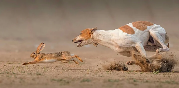دنبال کردن یک خرگوش توسط سگ