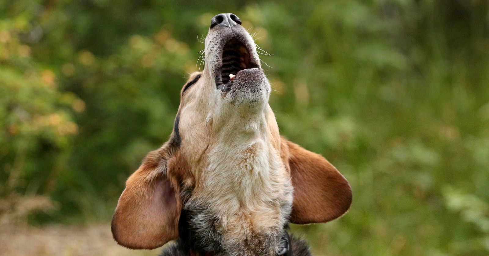 زوزه کشیدن در سگ ها نشانه چیست
