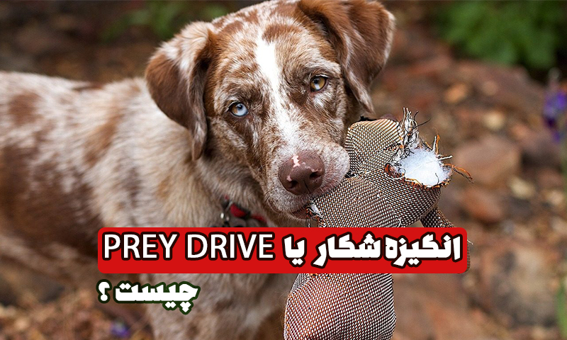 انگیزه شکار در سگ ها یا prey drive چیست؟