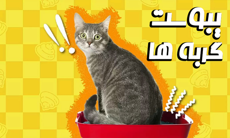 یبوست گربه : علائم ، علل و درمان قطعی یبوست در گربه