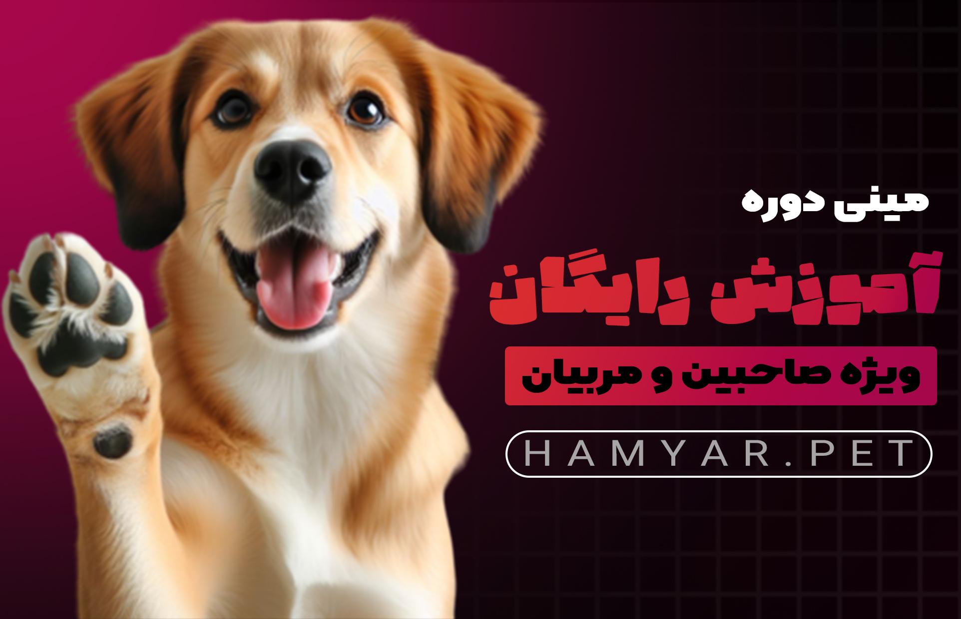 آموزش سگ رایگان