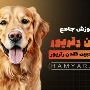 آموزش گلدن رتریور