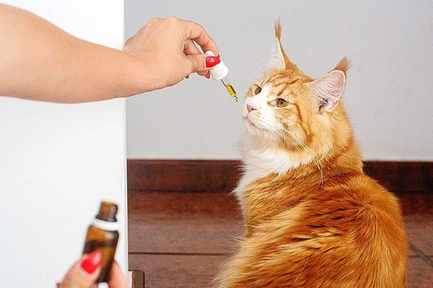 روغن زیتون جهت درمان یبوست گربه