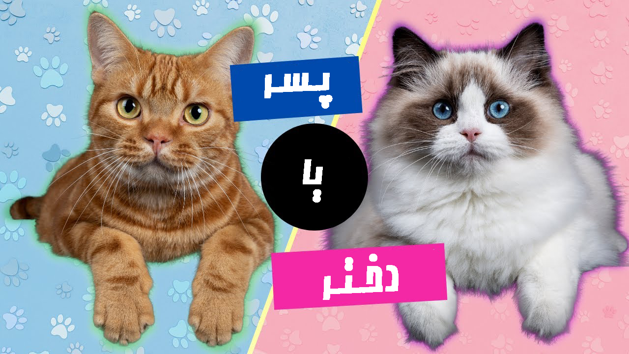 از کجا بفهمیم گربه نر یا ماده : نحوه تشخیص جنسیت بچه گربه