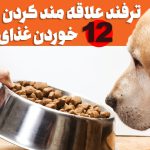 چگونه سگ خود را به غذای خشک عادت دهیم