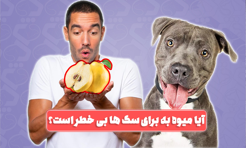 آیا سگ ها می توانند میوه به را بخورند؟