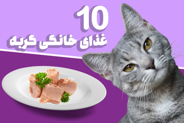 10 دستور غذای خانگی گربه که هر گربه ای دوست دارد