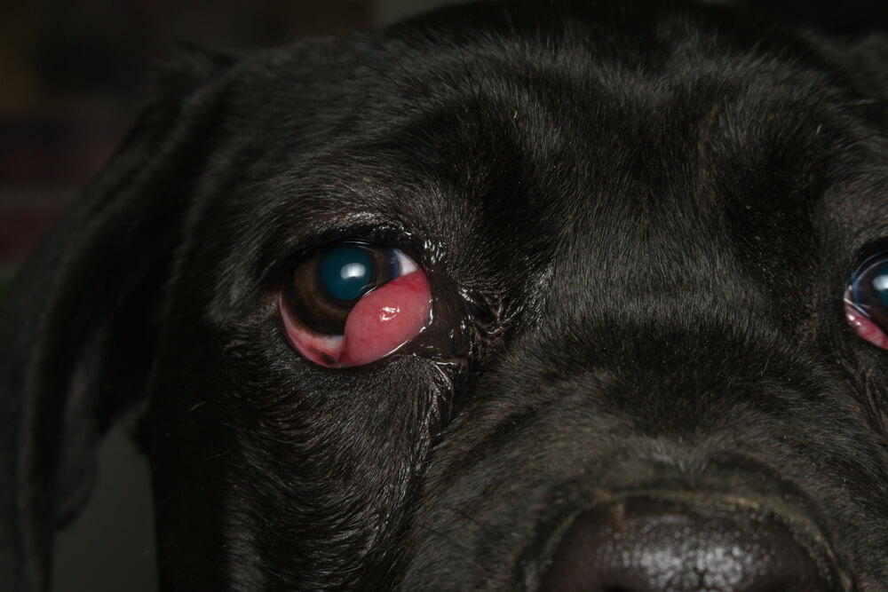 چه درمانی برای چشم گیلاسی سگ صورت میگیرد؟