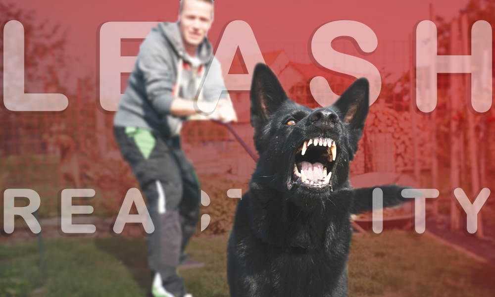 Leash reactivity یا واکنش پذیری بندوقلاده سگ