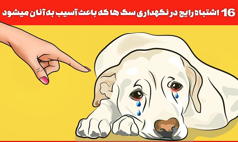 اشتباه رایج در نگهداری سگ ها