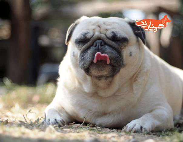 چاقی در سگ ها