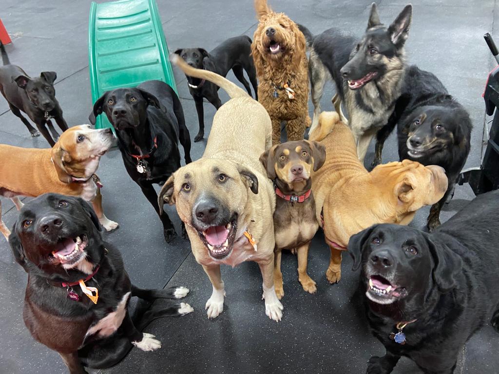 15 مورد از بهترین سگها برای آپارتمان