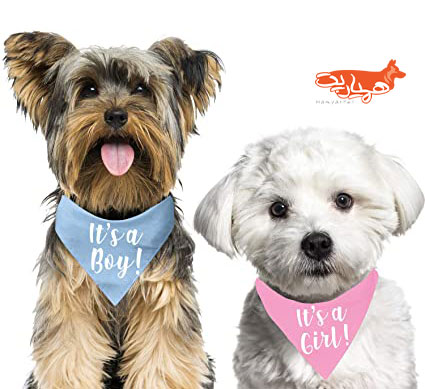 انتخاب اسم سگ