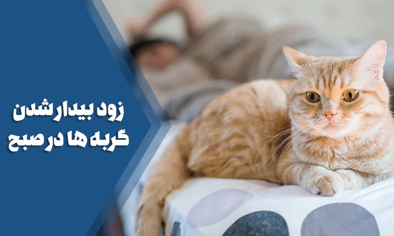 زود بیدار شدن گربه ها و 10 راه حل تضمینی رفع این مشکل