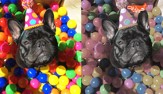 کوررنگی در سگ