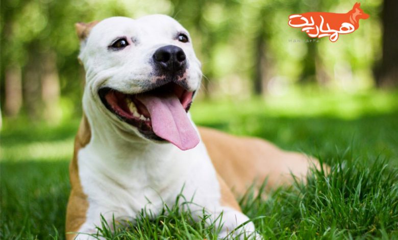 زبان بدن سگ