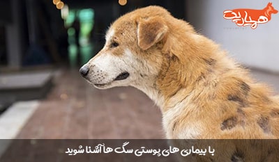 بیماری های پوستی در سگ