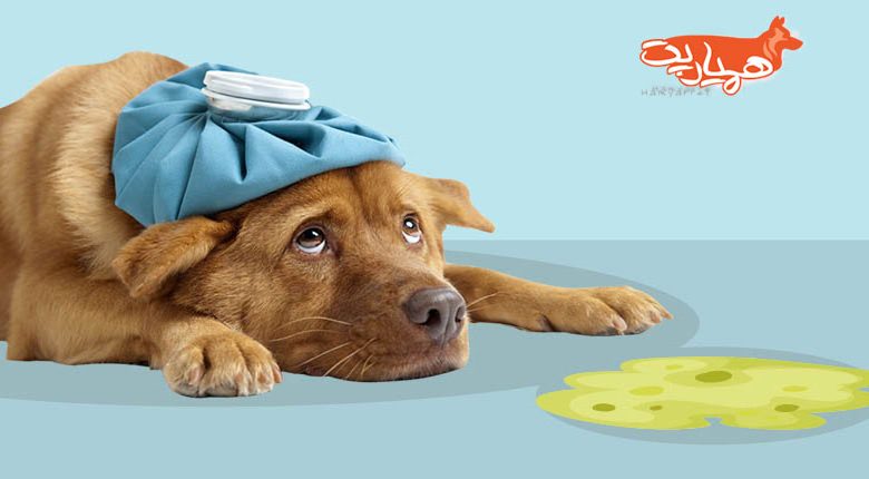 استفراغ سگ
