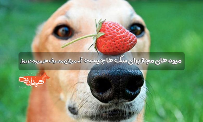 میوه هایی را سگ ها میتوانند بخورند