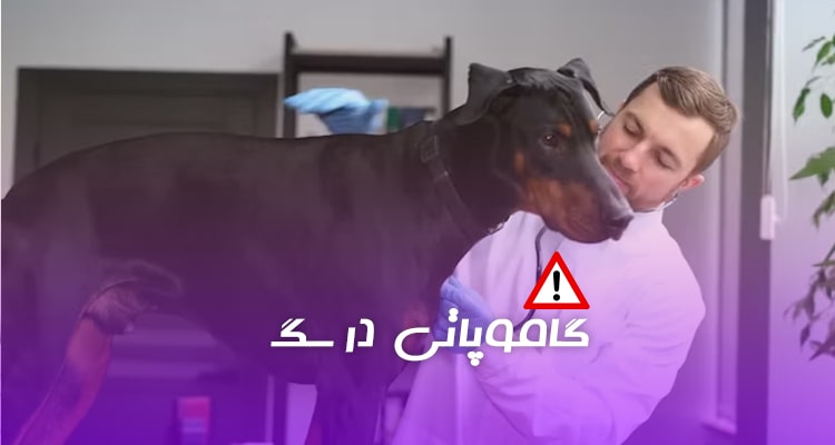 بیماری گاموپاتی در سگ ها