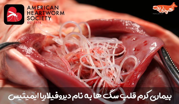 بیماری کرم قلب در سگ به نام دیروفیلاریا ایمیتیس