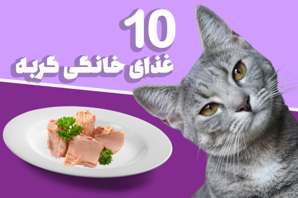 دستور غذای خانگی گربه